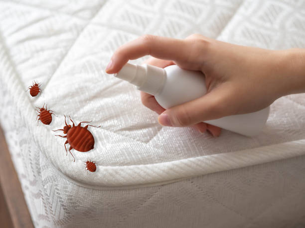 Flea Control Services in Rolling Hills Estates, CA