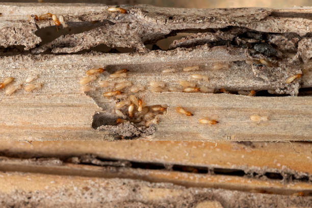 Best Pest Inspection Near Me  in Rolling Hills Estates, CA