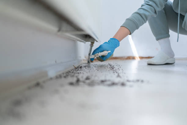 Wasp Removal Services in Rolling Hills Estates, CA